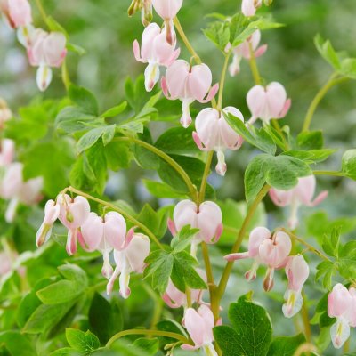 Lamprocapnos spectabilis Cupid ®, Löjtnantshjärta