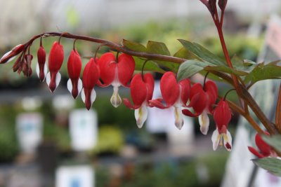 Lamprocapnos spectabilis Valentine ®, Löjtnantshjärta
