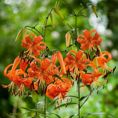 Lilium lancifolium, Tigerlilja, P11cm