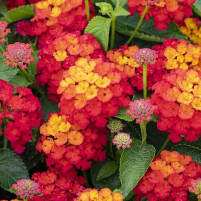 Eldkrona Lantana Shamrock ™ Red, stickling 2-pack