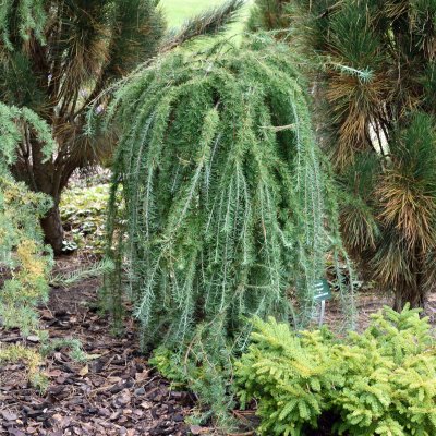 Larix kaempferi Stiff Weeper, Japansk Lärk, 150 stam C10