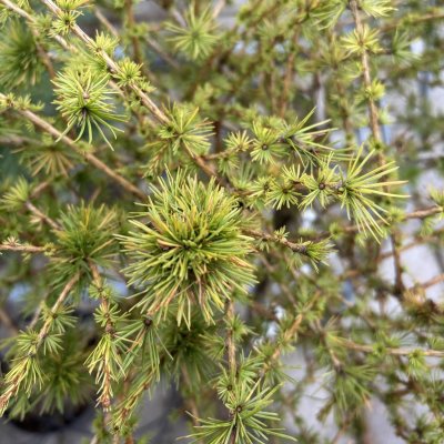 Larix laricina Arethusa Bog