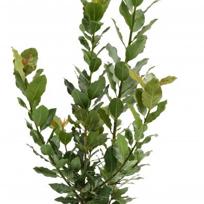 Laurus nobilis Durabello