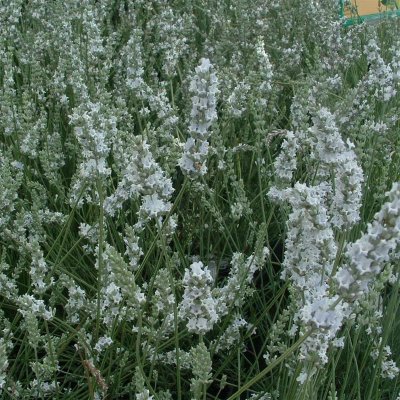 Lavandula angustifolia Edelweiss, Lavendel, P9cm