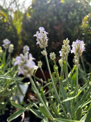 Lavandula angustifolia Essence White2