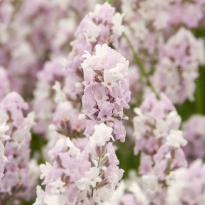 Lavandula angustifolia Hidcote Pink, Lavendel