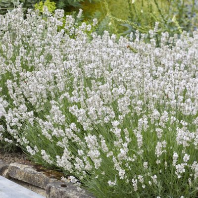 Lavandula angustifolia Hidcote White