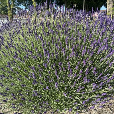 Lavandula angustifolia Munstead