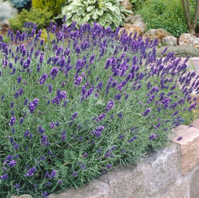 Lavandula angustifolia Munstead, Lavendel, stickling 3-pack