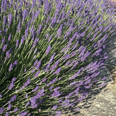 Lavandula angustifolia Munstead