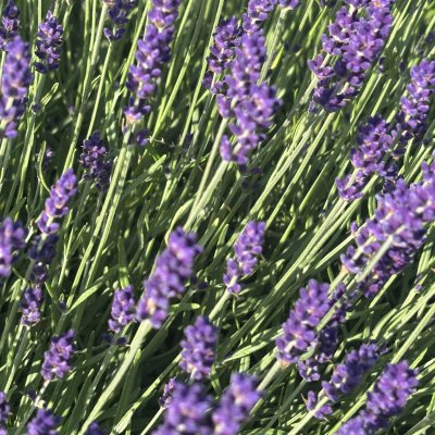 Lavandula angustifolia Munstead