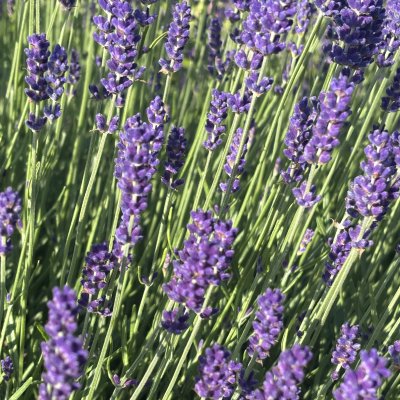 Lavandula angustifolia Munstead