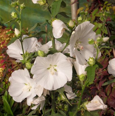 Malva x clementii Marshmallow Ice White