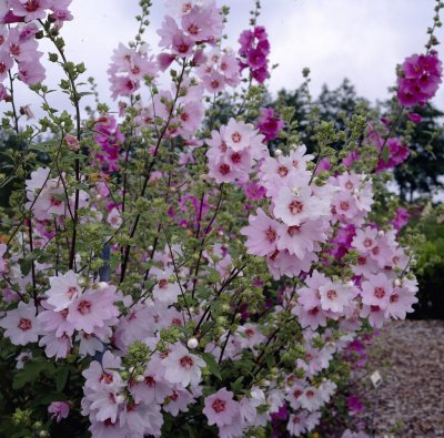 Malva x clementii Barnsley, Buskgråmalva, P9cm