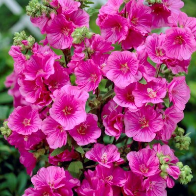 Malva x clementii Burgundy Wine, Malva, P9cm