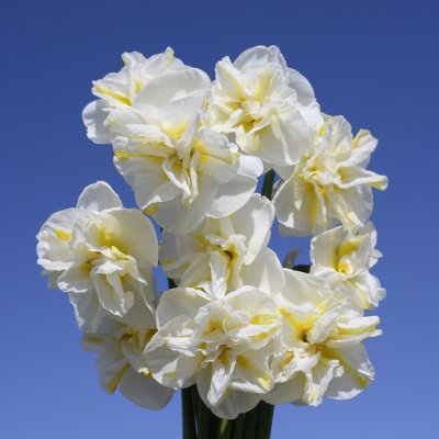 Stjärnnarciss Narcissus Lemon Beauty 5st