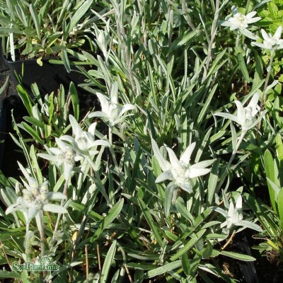 Leontopodium alpinum, Edelweiss, P9cm