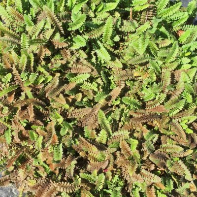 Leptinella pusilla (potentillina), Bronskotula, P9cm