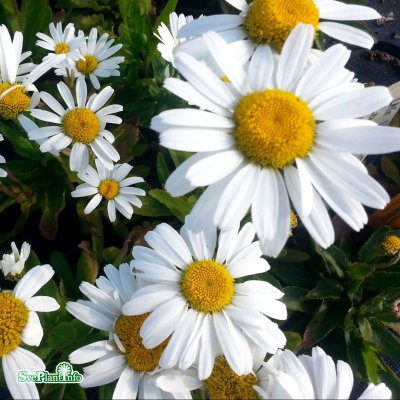 Leucanthemum x s. Snow Lady, Jätteprästkrage, P9cm