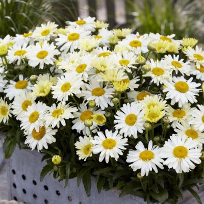 Leucanthemum x superbum Ooh La Lacrème, Jätteprästkrage