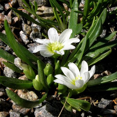 Lewisia nevadensis, Klipplewisia, P9cm