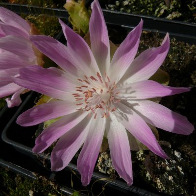 Lewisia rediviva, Bitterrot, P9cm