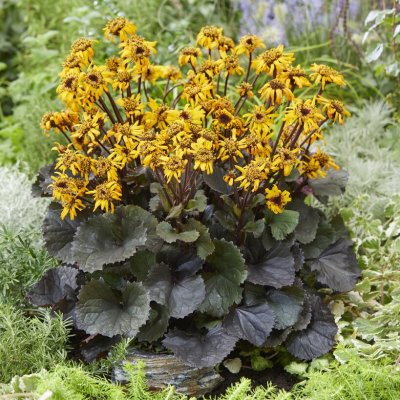 Ligularia dentata Pandora, Klippstånds