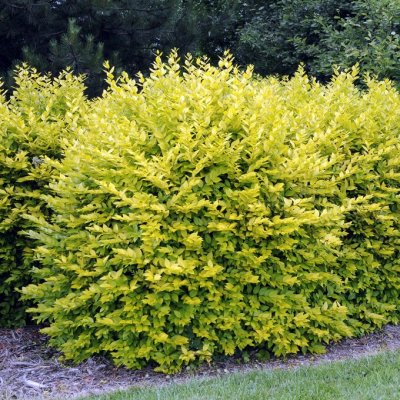 Ligustrum ovalifolium Aureum, Bredbladig liguster