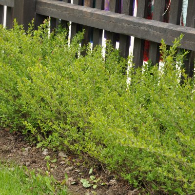 Ligustrum vulgare Lodense, Dvärgliguster 10-pack, 20-30 barrot