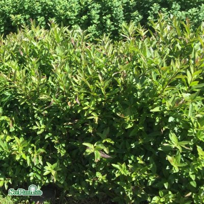 Ligustrum vulgare Lodense, Dvärgliguster 10-pack, 20-30 barrot