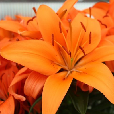 Lilium hybr. Tiny Invader ®, Asiatisk Lilja, C13cm