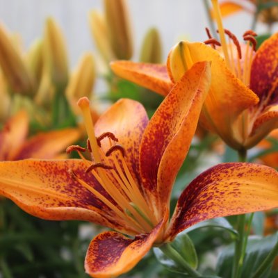 Lilium hybr. Tiny Orange Sensation ®, Asiatisk Lilja, C13cm