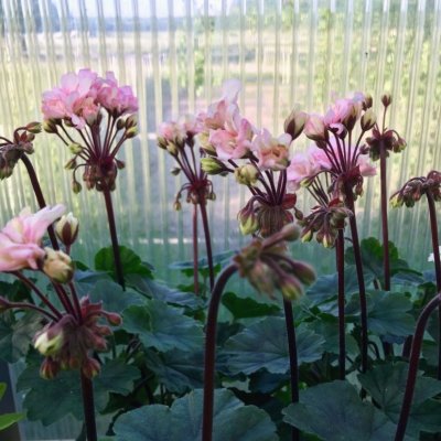 Miniatyrpelargon Lilla Trulsa, kruka