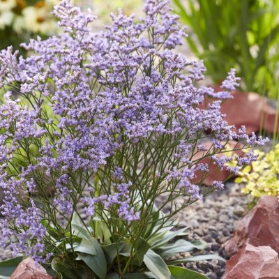 Limonium gmelinii Dazzle Rocks (Ste 10), Risp, P9cm