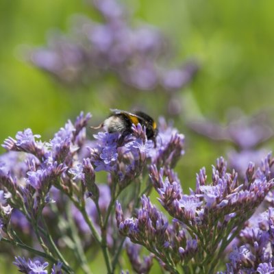 Limonium vulgare, Marrisp