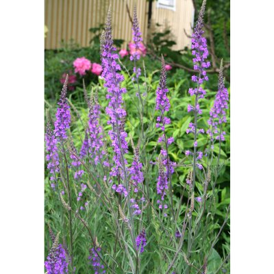 Linaria purpurea, Purpursporre, P9cm