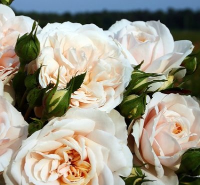 floribunda Lions Rose (Champagne Moment), Rabattros, barrot 1st