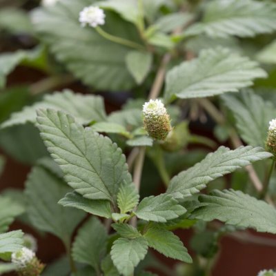 Lippia dulcis, Sötverbena