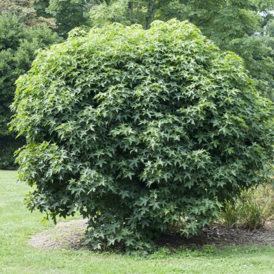 Liquidambar styraciflua Gum Ball, Ambraträd, 150 stam C7,5