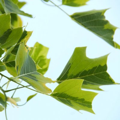 Liriodendron tulipifera Aureomarginatum, Tulpanträd, 80-100 C4