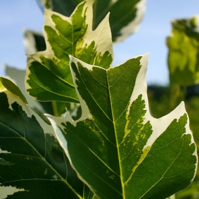 Liriodendron tulipifera Snow Bird, Tulpanträd