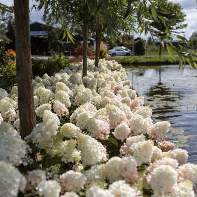 Hydrangea paniculata Living Little Blossom ®