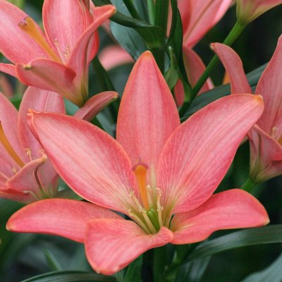 Asiatisk Lilja Little Kiss 3st