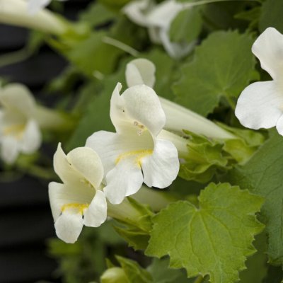 Lejongapsranka Lofos ® Compact White