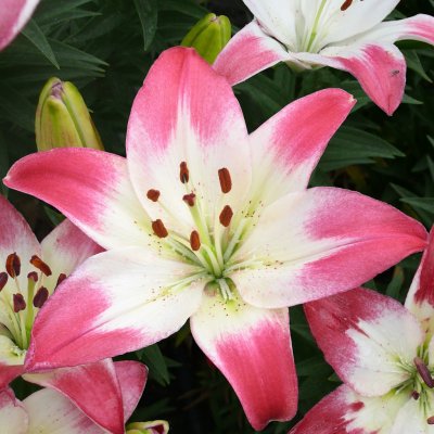 Lilium hybr. Lollypop, Asiatisk Lilja, P11cm