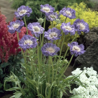 Lomelosia (Scabiosa) caucasica Fama