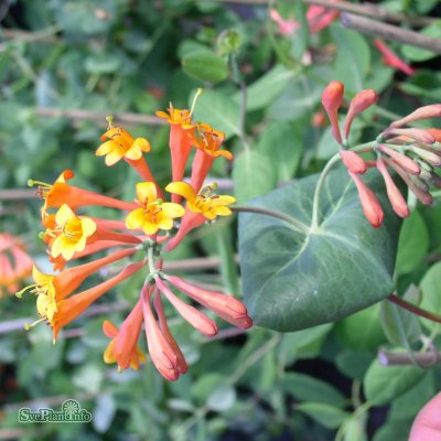 Lonicera brownii Dropmore Scarlet