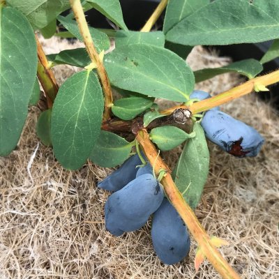 Lonicera caerulea var. kamtschatica Kalinka ®, Blåbärstry / Honungsbär, busk C3,5