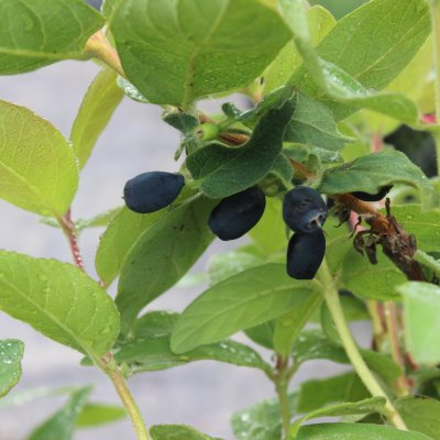 Lonicera caerulea var. kamtschatica Blue Velvet, Blåbärstry / Honungsbär, C3