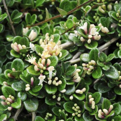 Lonicera crassifolia Little Honey